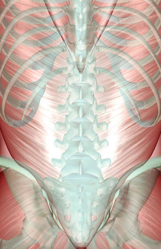 骨骼,肋骨,脊椎,骨盆,肌肉,健壮,无人,竖图,插画,室内,白天,白色背景,正面,数码,科技,静物,阴影,网络,医学,骨头,高光,几何,计算机图形,合成,图画,画,健康,活力,力量,人体,青春,电脑合成图,数码合成图,骨架,生物学,强壮,漫画,生理学,写实,具体,具象,背阔肌,脊椎骨,脊柱,彩图