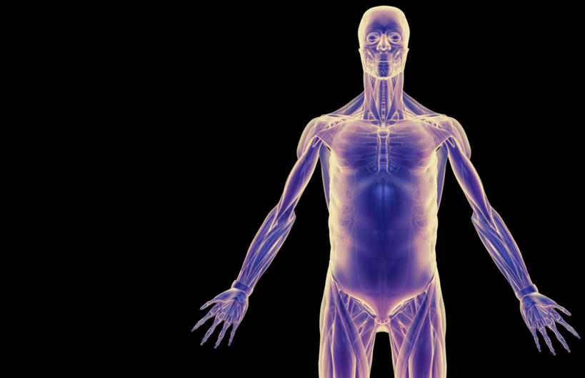 肌肉,健壮,无人,横图,插画,室内,白天,正面,数码,科技,静物,阴影,黑色背景,网络,医学,线条,高光,几何,计算机图形,合成,图画,画,健康,活力,力量,人体,轮廓,青春,电脑合成图,数码合成图,生物学,强壮,胸肌,漫画,生理学,写实,具体,具象,腹外斜肌,彩图