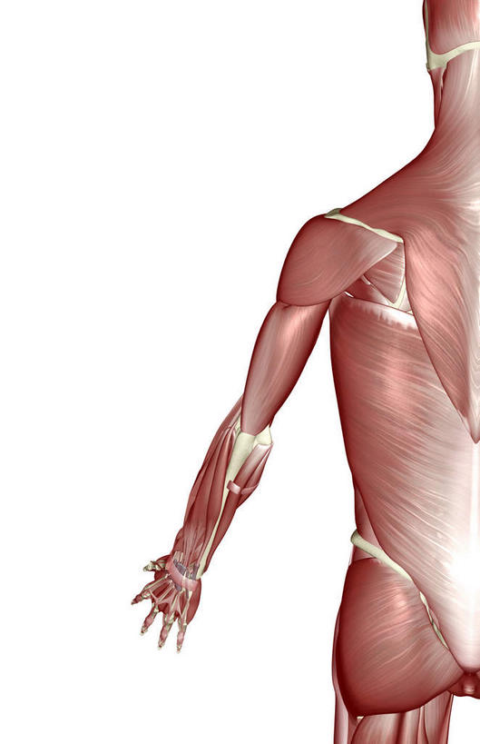 肌肉,健壮,无人,竖图,插画,室内,白天,白色背景,正面,数码,科技,静物,阴影,网络,医学,高光,几何,计算机图形,合成,图画,画,健康,活力,力量,人体,青春,电脑合成图,数码合成图,生物学,强壮,漫画,生理学,写实,具体,具象,二头肌,彩图