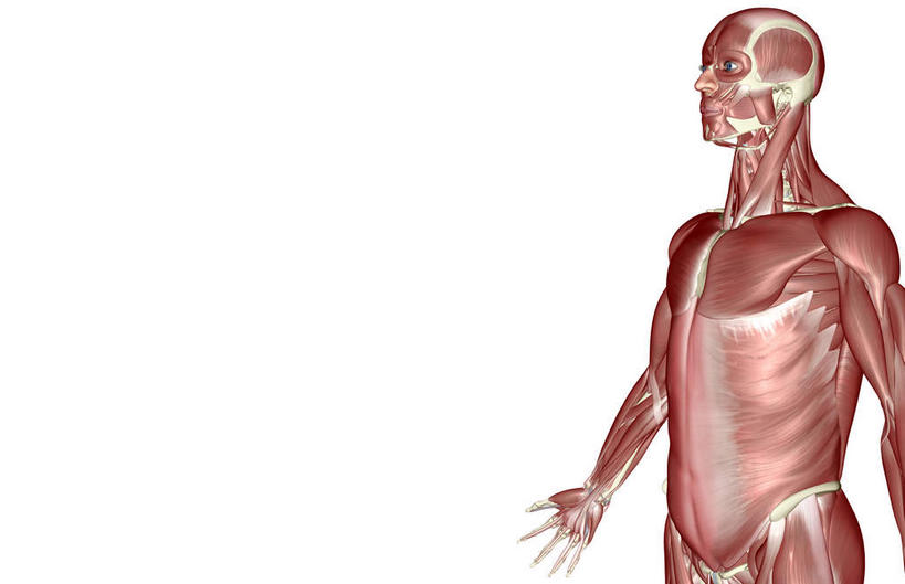 肌肉,健壮,无人,横图,插画,室内,白天,白色背景,正面,数码,科技,静物,阴影,网络,医学,高光,几何,计算机图形,合成,图画,画,健康,活力,力量,人体,青春,电脑合成图,数码合成图,生物学,强壮,胸肌,漫画,生理学,写实,具体,具象,前锯肌,腹外斜肌,彩图