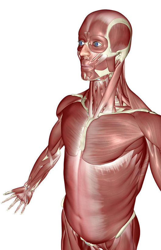 肌肉,健壮,无人,竖图,插画,室内,白天,白色背景,正面,数码,科技,静物,阴影,网络,医学,高光,几何,计算机图形,合成,图画,画,健康,活力,力量,人体,青春,电脑合成图,数码合成图,生物学,强壮,胸肌,漫画,生理学,写实,具体,具象,前锯肌,腹外斜肌,彩图