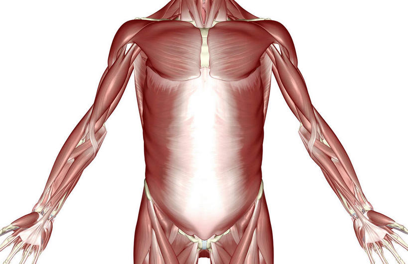 肌肉,健壮,无人,横图,插画,室内,白天,白色背景,正面,数码,科技,静物,阴影,网络,医学,高光,几何,计算机图形,合成,图画,画,健康,活力,力量,人体,青春,电脑合成图,数码合成图,生物学,强壮,胸肌,漫画,生理学,写实,具体,具象,腹外斜肌,彩图