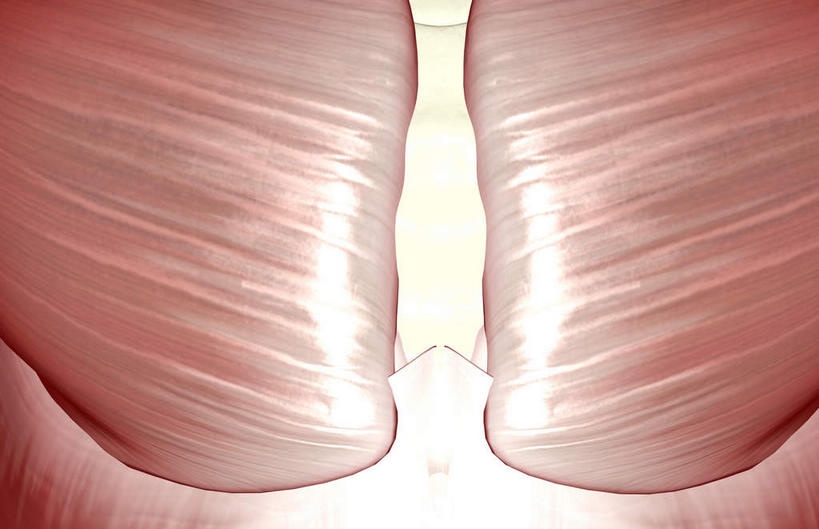 肌肉,健壮,无人,横图,插画,室内,白天,白色背景,正面,数码,科技,静物,阴影,网络,医学,高光,几何,计算机图形,合成,图画,画,健康,活力,力量,人体,青春,电脑合成图,数码合成图,生物学,强壮,胸肌,漫画,生理学,写实,具体,具象,彩图