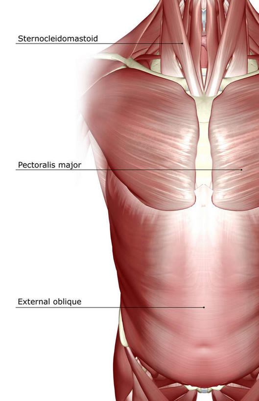肌肉,健壮,无人,竖图,插画,室内,白天,白色背景,正面,数码,科技,静物,阴影,网络,医学,英文,标志,文字,字符,字母,高光,几何,计算机图形,合成,图画,标识,画,健康,活力,力量,解说,人体,说明,青春,英文字母,电脑合成图,数码合成图,生物学,强壮,胸肌,漫画,生理学,写实,具体,具象,阐明,申明,注解,注明,腹外斜肌,彩图