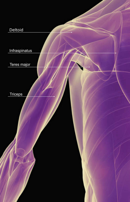 肌肉,健壮,无人,竖图,插画,室内,白天,正面,数码,科技,静物,阴影,黑色背景,局部,网络,医学,英文,标志,文字,线条,字符,字母,高光,几何,计算机图形,合成,图画,标识,画,健康,活力,力量,解说,人体,说明,轮廓,青春,英文字母,电脑合成图,数码合成图,生物学,强壮,漫画,生理学,写实,具体,具象,阐明,申明,注解,注明,二头肌,三角肌,彩图