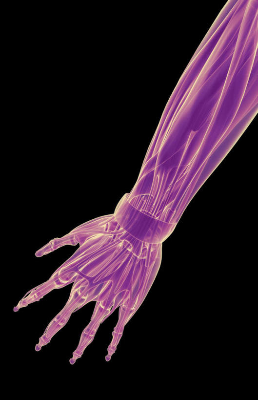 手,肌肉,健壮,无人,竖图,插画,室内,白天,正面,数码,科技,静物,阴影,黑色背景,局部,网络,医学,线条,高光,几何,计算机图形,合成,图画,画,健康,手部,活力,力量,人体,轮廓,青春,电脑合成图,数码合成图,生物学,强壮,漫画,生理学,写实,具体,具象,二头肌,趾长伸肌,彩图