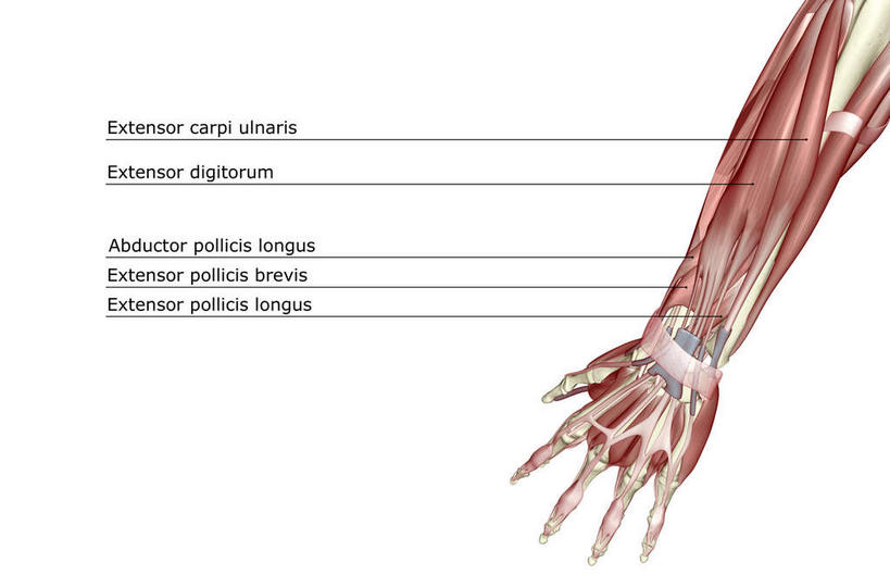 手,肌肉,健壮,无人,横图,插画,室内,白天,白色背景,正面,数码,科技,静物,阴影,局部,网络,医学,英文,标志,文字,字符,字母,高光,几何,计算机图形,合成,图画,标识,画,健康,手部,活力,力量,解说,人体,说明,青春,英文字母,电脑合成图,数码合成图,生物学,强壮,漫画,生理学,写实,具体,具象,阐明,申明,注解,注明,二头肌,趾长伸肌,彩图