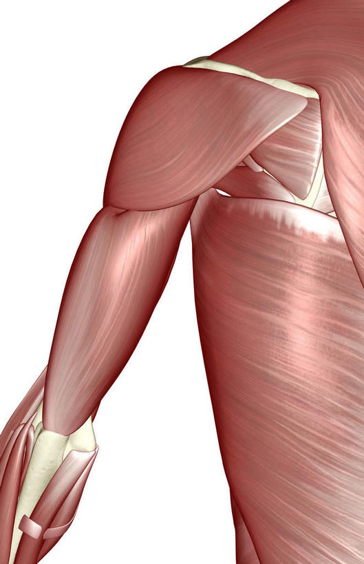 肌肉,健壮,无人,竖图,插画,室内,白天,白色背景,正面,数码,科技,静物,阴影,局部,网络,医学,高光,几何,计算机图形,合成,图画,肩膀,画,健康,活力,力量,人体,青春,电脑合成图,数码合成图,生物学,强壮,漫画,生理学,写实,具体,具象,二头肌,三角肌,彩图