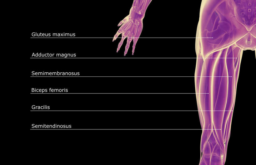 腿部,肌肉,腿,健壮,无人,横图,插画,室内,白天,正面,数码,科技,静物,阴影,黑色背景,局部,网络,医学,英文,标志,文字,字符,字母,高光,几何,计算机图形,合成,图画,标识,画,健康,活力,力量,解说,人体,说明,青春,英文字母,电脑合成图,数码合成图,生物学,强壮,漫画,生理学,写实,具体,具象,阐明,申明,注解,注明,半腱肌,股二头肌,彩图