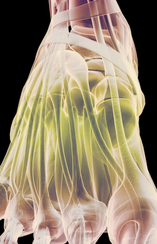 腿部,脚,脚趾,骨骼,肌肉,腿,健壮,无人,竖图,插画,室内,白天,正面,数码,科技,静物,阴影,黑色背景,局部,网络,医学,骨头,高光,几何,计算机图形,合成,图画,画,健康,活力,力量,人体,青春,电脑合成图,数码合成图,骨架,生物学,强壮,漫画,生理学,写实,具体,具象,趾骨,趾长伸肌,脚骨,彩图