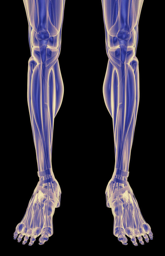腿部,脚,脚趾,脚趾甲,肌肉,腿,健壮,无人,竖图,插画,室内,白天,正面,数码,科技,静物,阴影,黑色背景,局部,网络,医学,高光,几何,计算机图形,合成,图画,画,健康,活力,力量,人体,青春,电脑合成图,数码合成图,生物学,强壮,漫画,生理学,写实,具体,具象,胫骨前肌,趾长伸肌,拇长伸肌,脚指甲,彩图