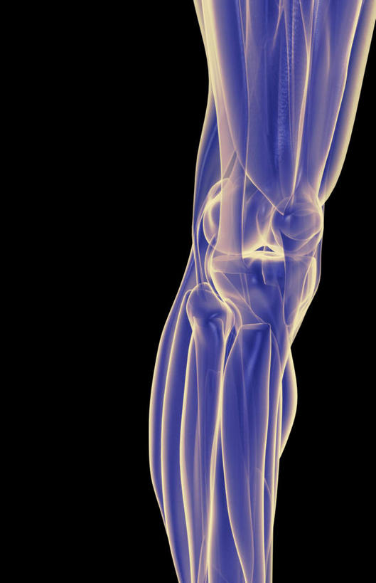 腿部,膝关节,肌肉,腿,健壮,无人,竖图,插画,室内,白天,正面,数码,科技,静物,阴影,黑色背景,局部,网络,医学,高光,几何,计算机图形,合成,图画,画,健康,活力,力量,人体,青春,电脑合成图,数码合成图,生物学,强壮,韧带,漫画,生理学,写实,具体,具象,髌韧带,彩图