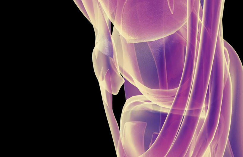 腿部,膝盖,膝关节,骨骼,肌肉,腿,健壮,无人,横图,插画,室内,白天,正面,数码,科技,静物,阴影,黑色背景,局部,网络,医学,骨头,高光,几何,计算机图形,合成,图画,画,健康,活力,力量,人体,青春,电脑合成图,数码合成图,骨架,生物学,强壮,韧带,漫画,生理学,写实,具体,具象,髌韧带,腓骨,股骨,肌腱,彩图