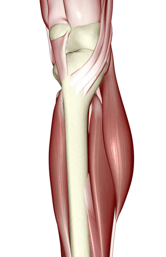 腿部,骨骼,肌肉,腿,健壮,无人,竖图,插画,室内,白天,白色背景,正面,数码,科技,静物,阴影,局部,网络,医学,骨头,高光,几何,计算机图形,合成,图画,画,健康,活力,力量,人体,青春,电脑合成图,数码合成图,骨架,生物学,强壮,腿骨,漫画,生理学,写实,具体,具象,胫骨,腓肠肌,比目鱼肌,彩图