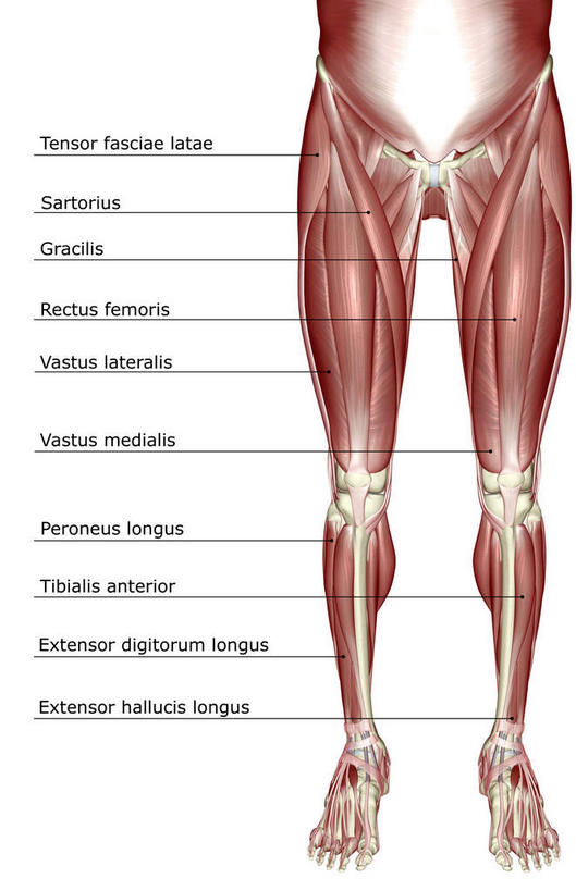 肌肉,健壮,无人,竖图,插画,室内,白天,白色背景,正面,数码,科技,静物,阴影,局部,网络,医学,英文,标志,文字,字符,字母,高光,几何,计算机图形,合成,图画,标识,画,健康,活力,力量,解说,人体,说明,青春,英文字母,电脑合成图,数码合成图,生物学,强壮,漫画,生理学,写实,具体,具象,阐明,申明,注解,注明,胫骨前肌,趾长伸肌,拇长伸肌,彩图