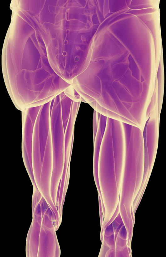 腿部,肌肉,腿,健壮,无人,竖图,插画,室内,白天,正面,数码,科技,静物,阴影,黑色背景,局部,网络,医学,高光,几何,计算机图形,合成,图画,画,健康,活力,力量,人体,青春,电脑合成图,数码合成图,生物学,强壮,漫画,生理学,写实,具体,具象,半腱肌,股二头肌,大收肌,彩图