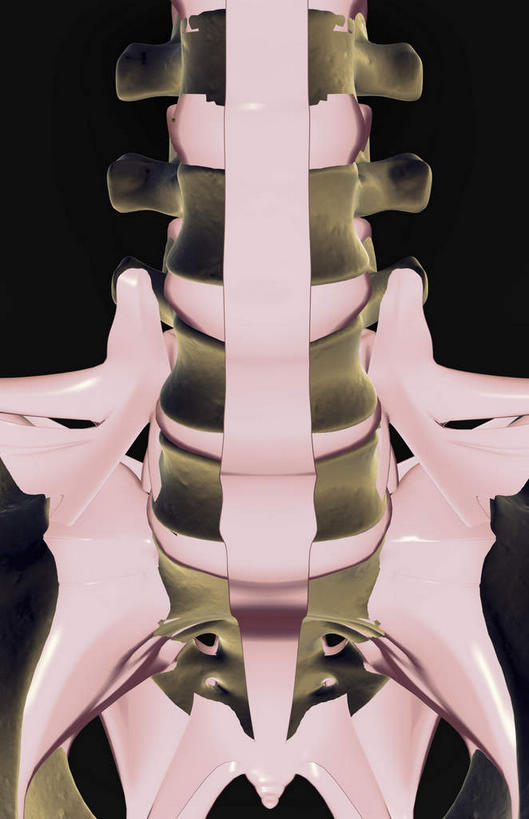 骨骼,脊椎,无人,竖图,插画,室内,白天,正面,数码,科技,静物,阴影,黑色背景,局部,网络,医学,骨头,高光,几何,计算机图形,合成,图画,画,人体,电脑合成图,数码合成图,骨架,生物学,韧带,漫画,生理学,写实,具体,具象,脊椎骨,脊柱,彩图