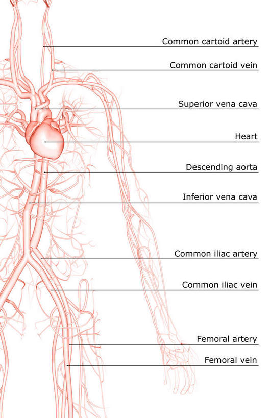 内脏,心脏,动脉,静脉,无人,竖图,插画,室内,白天,白色背景,正面,数码,科技,静物,阴影,局部,网络,医学,英文,标志,文字,字符,字母,高光,几何,计算机图形,合成,图画,标识,画,模型,解说,人体,说明,英文字母,电脑合成图,数码合成图,生物学,人体器官,器官,漫画,心血管,生理学,写实,具体,具象,阐明,申明,注解,注明,颈动脉,颈静脉,锁骨下动脉,锁骨下静脉,下腔静脉,上腔静脉,升主动脉,降主动脉,腋动脉,腋静脉,肺动脉,肺静脉,心,彩图