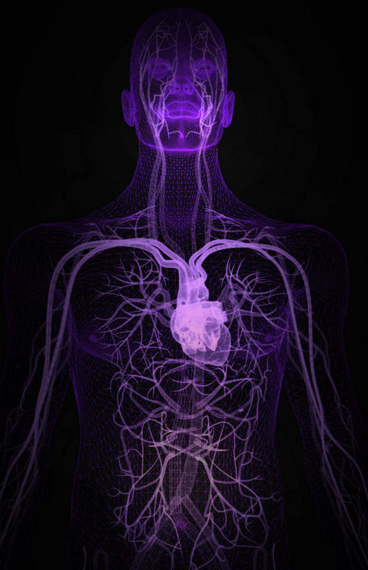 内脏,心脏,动脉,静脉,无人,竖图,插画,室内,白天,正面,数码,科技,静物,阴影,黑色背景,局部,网络,医学,高光,几何,计算机图形,合成,图画,画,模型,人体,电脑合成图,数码合成图,生物学,人体器官,器官,漫画,心血管,生理学,写实,具体,具象,颈动脉,颈静脉,下腔静脉,主动脉,上腔静脉,升主动脉,降主动脉,腋动脉,腋静脉,肺动脉,肺静脉,心,彩图