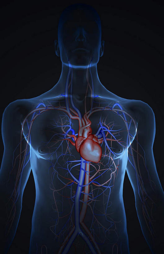 内脏,心脏,动脉,静脉,无人,竖图,插画,室内,白天,正面,数码,科技,静物,阴影,黑色背景,局部,网络,医学,高光,几何,计算机图形,合成,图画,画,模型,人体,电脑合成图,数码合成图,生物学,人体器官,器官,漫画,心血管,生理学,写实,具体,具象,颈动脉,下腔静脉,主动脉,上腔静脉,升主动脉,降主动脉,颈内静脉,腋动脉,腋静脉,肺动脉,肺静脉,腔静脉,心,彩图