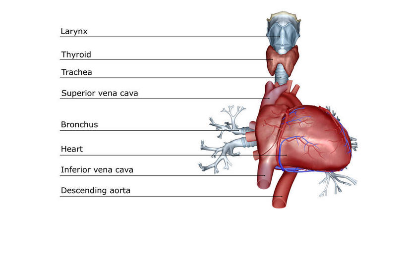 内脏,心脏,动脉,静脉,无人,横图,插画,室内,白天,白色背景,正面,数码,科技,静物,阴影,局部,网络,医学,英文,标志,文字,字符,字母,高光,几何,计算机图形,合成,图画,标识,画,模型,解说,人体,说明,英文字母,电脑合成图,数码合成图,生物学,人体器官,器官,漫画,心血管,生理学,写实,具体,具象,阐明,申明,注解,注明,肺静脉,冠心病,冠状沟,心,彩图