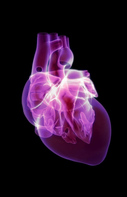 内脏,心脏,动脉,静脉,无人,竖图,插画,x光片,室内,白天,正面,数码,科技,静物,阴影,黑色背景,局部,辐射,科学,网络,医学,高光,几何,计算机图形,合成,图画,画,模型,人体,电脑合成图,数码合成图,医疗,生物学,人体器官,科学技术,x射线,器官,x光,漫画,左心房,心血管,心房,心室,生理学,写实,具体,具象,右心室,主动脉,上腔静脉,右心房,左心室,心,彩图,电磁波,电磁辐射