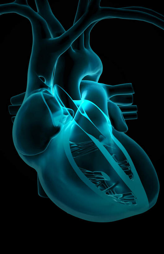 内脏,心脏,动脉,静脉,无人,竖图,插画,x光片,室内,白天,正面,数码,科技,静物,阴影,黑色背景,局部,辐射,科学,网络,医学,高光,几何,计算机图形,合成,图画,画,模型,人体,电脑合成图,数码合成图,医疗,生物学,人体器官,科学技术,x射线,器官,x光,漫画,左心房,心血管,心房,生理学,写实,具体,具象,右心室,上腔静脉,右心房,左心室,心,彩图,电磁波,电磁辐射