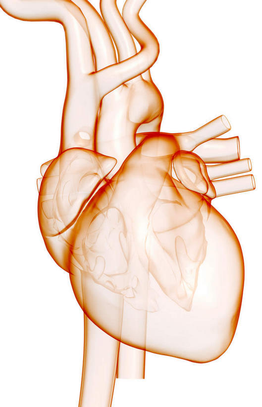 内脏,心脏,动脉,静脉,无人,竖图,插画,室内,白天,白色背景,正面,数码,科技,静物,阴影,局部,网络,医学,高光,几何,计算机图形,合成,图画,画,模型,人体,电脑合成图,数码合成图,生物学,人体器官,器官,漫画,心血管,生理学,写实,具体,具象,右心室,上腔静脉,右耳廓,右心房,心,彩图