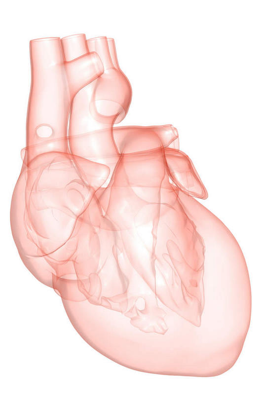 内脏,心脏,动脉,静脉,无人,竖图,插画,室内,白天,白色背景,正面,数码,科技,静物,阴影,局部,网络,医学,高光,几何,计算机图形,合成,图画,画,模型,人体,电脑合成图,数码合成图,生物学,人体器官,器官,漫画,左心房,心血管,心房,心室,生理学,写实,具体,具象,右心室,主动脉,右心房,左心室,腔静脉,心,彩图