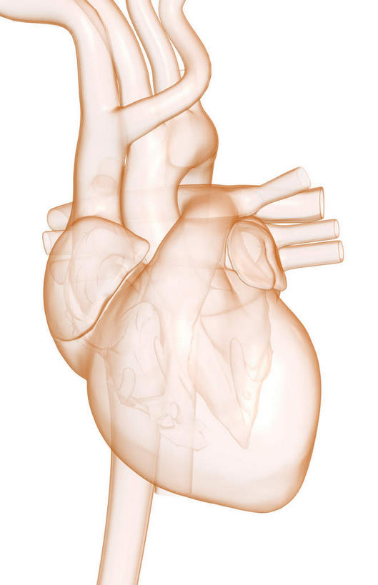 内脏,心脏,动脉,静脉,无人,竖图,插画,室内,白天,白色背景,正面,数码,科技,静物,阴影,局部,网络,医学,高光,几何,计算机图形,合成,图画,画,模型,人体,电脑合成图,数码合成图,生物学,人体器官,器官,漫画,左心房,心血管,心房,心室,生理学,写实,具体,具象,右心室,锁骨下动脉,锁骨下静脉,下腔静脉,肺动脉,肺静脉,左心室,心,彩图