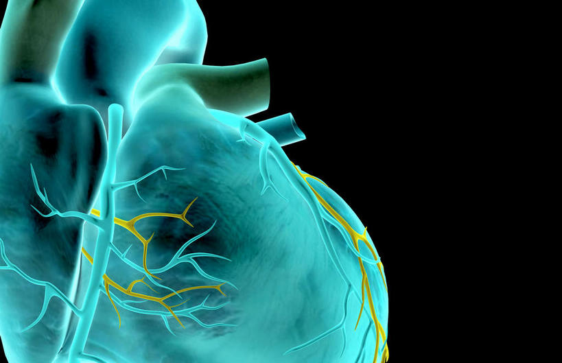 内脏,心脏,动脉,静脉,无人,横图,插画,x光片,室内,白天,正面,数码,科技,静物,阴影,黑色背景,局部,辐射,科学,网络,医学,高光,几何,计算机图形,合成,图画,画,模型,人体,电脑合成图,数码合成图,医疗,生物学,人体器官,科学技术,x射线,器官,x光,漫画,心血管,生理学,写实,具体,具象,肺动脉,肺静脉,冠状动脉,冠心病,冠状沟,前室间沟,心,彩图,电磁波,电磁辐射