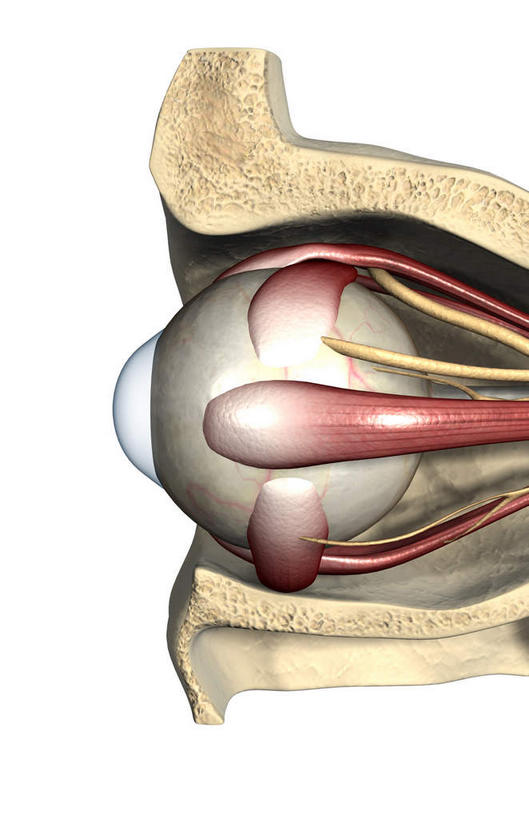 眼睛,眼皮,无人,竖图,插画,室内,特写,白天,白色背景,正面,数码,科技,静物,瞳孔,阴影,网络,医学,高光,几何,计算机图形,合成,图画,画,人体,眼部,电脑合成图,数码合成图,生物学,视网膜,眼球,器官,漫画,生理学,写实,具体,具象,巩膜,角膜,视觉器官,眼房,眼球壁,睑,眼,眼盖,眼睑,彩图