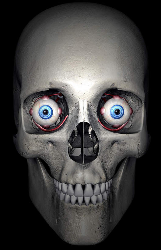 眼睛,颅骨,骨骼,肌肉,健壮,无人,竖图,插画,室内,特写,白天,正面,数码,科技,静物,瞳孔,阴影,网络,医学,骨头,高光,几何,计算机图形,合成,图画,画,一个,健康,活力,力量,人体,眼部,单个,青春,电脑合成图,数码合成图,骨架,生物学,视网膜,眼球,强壮,器官,漫画,生理学,写实,具体,具象,巩膜,角膜,面颅骨,视觉器官,眼房,眼球壁,下斜肌,头盖骨,眼,彩图