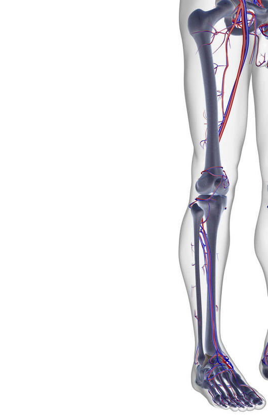 腿部,骨骼,血管,腿,无人,竖图,插画,x光片,室内,特写,白天,白色背景,正面,数码,科技,静物,阴影,辐射,科学,网络,医学,线条,骨头,高光,几何,计算机图形,合成,图画,画,人体,轮廓,电脑合成图,数码合成图,骨架,医疗,生物学,科学技术,x射线,x光,漫画,生理学,写实,具体,具象,髌骨,腓骨,股骨,胫骨,股动脉,股静脉,胫前静脉,半身,彩图,电磁波,电磁辐射