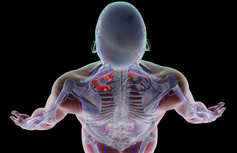 锁骨,肩胛骨,骨骼,胸骨,肋骨,骨盆,血管,无人,横图,插画,x光片,室内,特写,白天,正面,数码,科技,静物,阴影,黑色背景,辐射,科学,网络,医学,线条,骨头,高光,几何,计算机图形,合成,图画,画,人体,轮廓,电脑合成图,数码合成图,骨架,医疗,生物学,科学技术,x射线,盆骨,x光,漫画,生理学,写实,具体,具象,鼻骨,尺骨,骶骨,顶骨,额骨,肱骨,颈椎,髋骨,颞骨,桡骨,腕骨,尾骨,胸椎,腰骨,掌骨,指骨,锁骨下动脉,锁骨下静脉,下颌骨,肋软骨,颧骨,腋动脉,腋静脉,半身,彩图,电磁波,电磁辐射