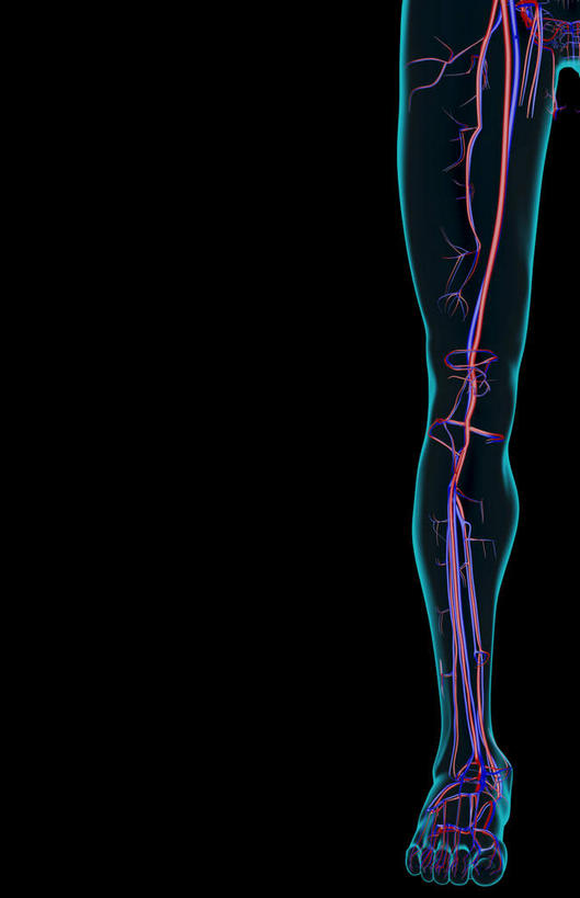 血管,无人,竖图,插画,x光片,室内,特写,白天,正面,数码,科技,静物,阴影,黑色背景,辐射,科学,网络,医学,线条,高光,几何,计算机图形,合成,图画,画,人体,轮廓,电脑合成图,数码合成图,医疗,生物学,科学技术,x射线,x光,漫画,生理学,写实,具体,具象,股动脉,股静脉,胫前静脉,半身,彩图,电磁波,电磁辐射