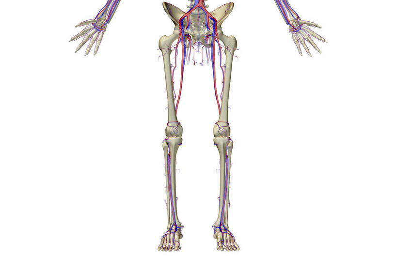 骨骼,骨盆,血管,无人,横图,插画,室内,特写,白天,白色背景,正面,数码,科技,静物,阴影,网络,医学,线条,骨头,高光,几何,计算机图形,合成,图画,画,人体,轮廓,电脑合成图,数码合成图,骨架,生物学,盆骨,漫画,生理学,写实,具体,具象,尺骨,骶骨,肱骨,髋骨,桡骨,腕骨,尾骨,掌骨,指骨,股静脉,髂动脉,髂静脉,髂内动脉,髂内静脉,髂外动脉,髂外静脉,半身,彩图