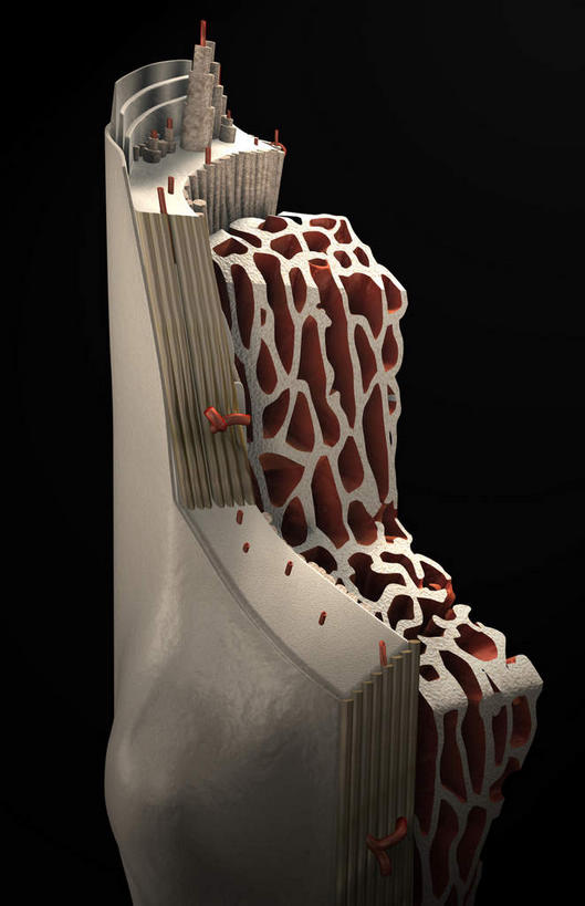 骨骼,无人,竖图,插画,室内,特写,白天,正面,数码,科技,静物,阴影,黑色背景,网络,医学,骨头,高光,几何,计算机图形,合成,图画,画,人体,电脑合成图,数码合成图,骨架,生物学,漫画,生理学,写实,具体,具象,骨膜,骨内膜,骨皮质,松质骨,彩图