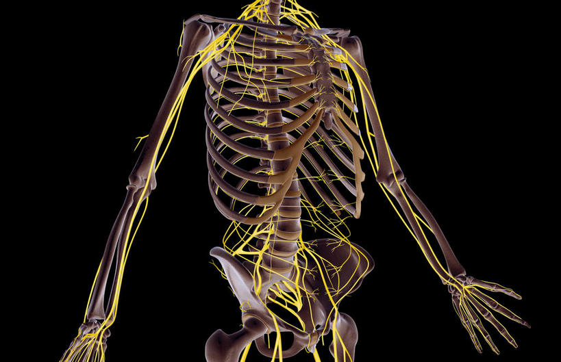 锁骨,肩胛骨,骨骼,胸骨,肋骨,骨盆,无人,横图,插画,室内,特写,白天,正面,数码,科技,静物,阴影,黑色背景,网络,医学,骨头,高光,几何,计算机图形,合成,图画,画,人体,电脑合成图,数码合成图,骨架,生物学,盆骨,漫画,生理学,写实,具体,具象,尺骨,骶骨,肱骨,髋骨,桡骨,腕骨,尾骨,胸椎,腰骨,掌骨,指骨,肋间神经,腋神经,肋软骨,腰丛,臂丛,骶丛神经,腰部神经,腰骶神经,彩图,神经系统
