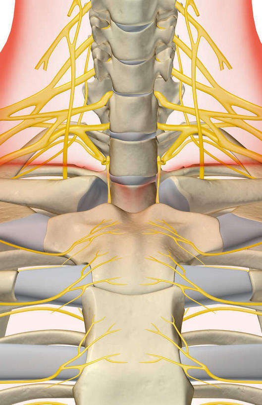 神经,脊髓,骨骼,无人,竖图,插画,x光片,室内,特写,白天,白色背景,正面,数码,科技,静物,阴影,辐射,科学,网络,医学,骨头,高光,几何,计算机图形,合成,图画,画,人体,电脑合成图,数码合成图,骨架,医疗,生物学,科学技术,x射线,x光,漫画,生理学,写实,具体,具象,颈神经,肋间神经,胸神经,颈丛,臂丛神经,脊柱,彩图,神经系统,电磁波,电磁辐射