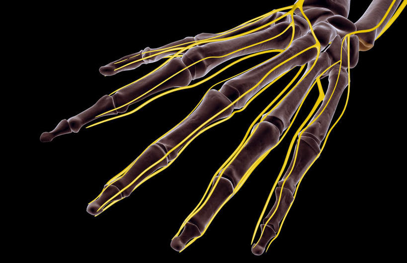 手,神经,骨骼,无人,横图,插画,室内,特写,白天,正面,数码,科技,静物,阴影,黑色背景,网络,医学,骨头,高光,几何,计算机图形,合成,图画,画,手部,人体,电脑合成图,数码合成图,骨架,生物学,手骨,漫画,生理学,写实,具体,具象,掌骨,指骨,尺神经,彩图,神经系统