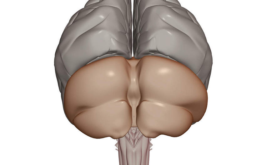 无人,横图,插画,室内,特写,白天,白色背景,正面,数码,科技,静物,大脑,阴影,网络,医学,高光,几何,计算机图形,合成,图画,画,人体,电脑合成图,数码合成图,生物学,器官,沟壑,漫画,小脑,脑干,生理学,写实,具体,具象,大脑皮层,端脑,沟,灰质,回,间脑,枕叶,彩图