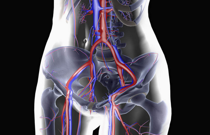 骨骼,骨盆,血管,无人,横图,插画,室内,特写,白天,正面,数码,科技,静物,阴影,黑色背景,网络,医学,线条,骨头,高光,几何,计算机图形,合成,图画,画,人体,轮廓,电脑合成图,数码合成图,骨架,生物学,盆骨,漫画,生理学,写实,具体,具象,股动脉,股静脉,髂动脉,髂静脉,髂内动脉,髂内静脉,髂外动脉,髂外静脉,彩图