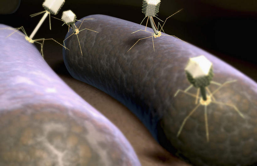 无人,横图,插画,室内,特写,白天,正面,数码,分子,科技,微生物,静物,阴影,黑色背景,网络,医学,高光,几何,计算机图形,合成,图画,画,生物,人体,电脑合成图,数码合成图,医疗,病毒,生物学,漫画,生理学,写实,具体,具象,寄生,生命体,噬菌体,大肠杆菌,T4噬菌体,彩图