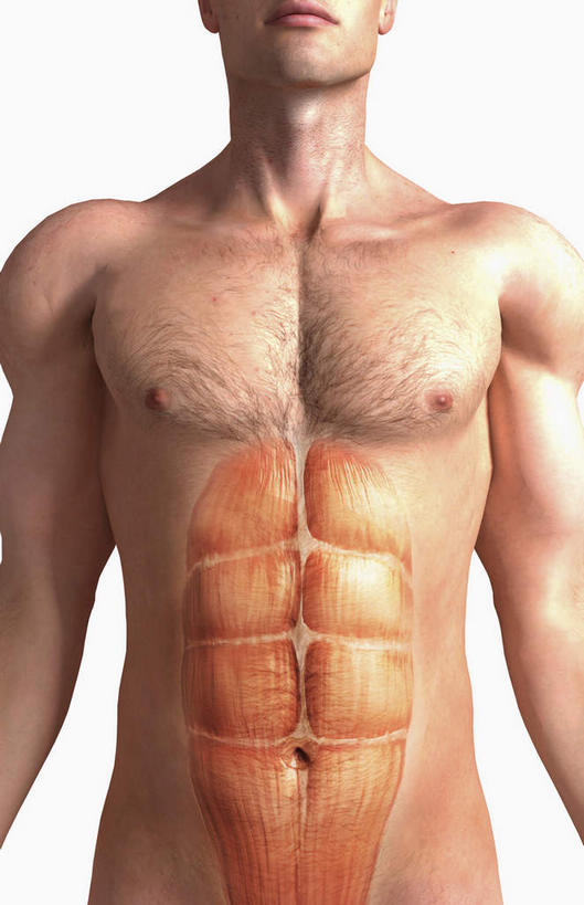 肌肉,健壮,无人,竖图,插画,室内,特写,白天,白色背景,正面,数码,科技,静物,阴影,网络,医学,高光,几何,计算机图形,合成,图画,画,健康,活力,力量,人体,青春,电脑合成图,数码合成图,生物学,强壮,腹肌,漫画,生理学,写实,具体,具象,腹直肌,彩图