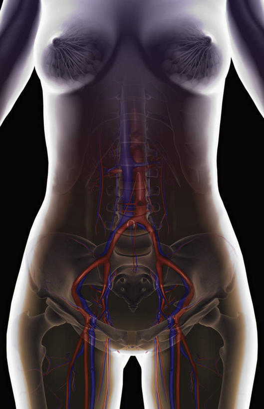 血管,无人,竖图,插画,室内,特写,白天,正面,数码,科技,静物,阴影,黑色背景,网络,医学,线条,高光,几何,计算机图形,合成,图画,画,人体,轮廓,电脑合成图,数码合成图,生物学,漫画,生理学,写实,具体,具象,股动脉,股静脉,髂动脉,髂静脉,髂内动脉,髂内静脉,髂外动脉,髂外静脉,彩图