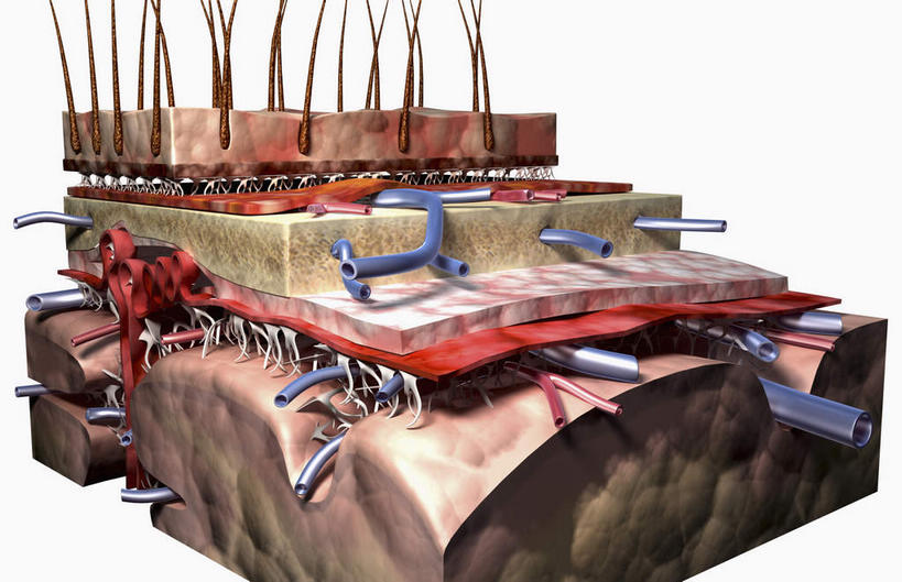 无人,横图,插画,室内,特写,白天,白色背景,正面,数码,科技,静物,阴影,网络,医学,高光,几何,计算机图形,合成,图画,画,人体,电脑合成图,数码合成图,生物学,漫画,生理学,写实,具体,具象,软脑膜,彩图,脑膜