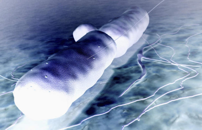 无人,横图,插画,室内,特写,白天,正面,数码,科技,微生物,静物,阴影,黑色背景,网络,医学,高光,几何,计算机图形,合成,图画,画,生物,人体,电脑合成图,数码合成图,医疗,病毒,生物学,漫画,生理学,写实,具体,具象,寄生,生命体,生物病毒,枯草芽孢杆菌,肉毒杆菌,炭疽热病菌,彩图