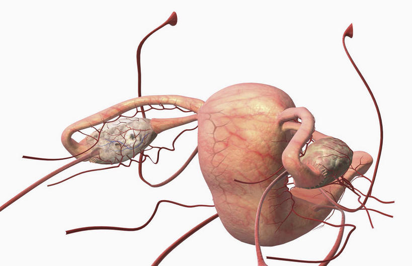 内脏,动脉,静脉,卵巢,阴道,无人,横图,插画,室内,特写,白天,白色背景,正面,数码,科技,静物,阴影,网络,医学,高光,几何,计算机图形,合成,图画,画,红色,模型,人体,电脑合成图,数码合成图,生物学,人体器官,器官,漫画,生理学,写实,具体,具象,肾上腺,子宫颈,女性生殖器官,彩图,生殖器官