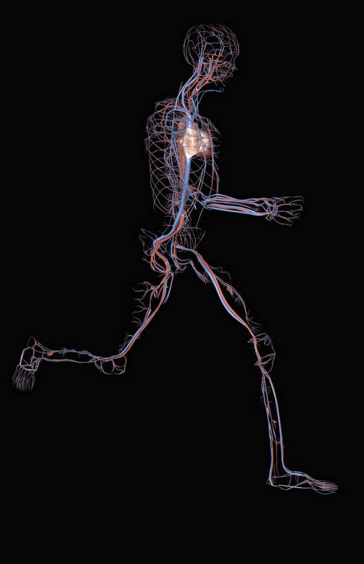 骨骼,血管,无人,竖图,插画,室内,特写,白天,正面,数码,科技,静物,阴影,黑色背景,网络,医学,骨头,高光,几何,计算机图形,合成,图画,画,人体,电脑合成图,数码合成图,骨架,生物学,心血管系统,漫画,生理学,写实,具体,具象,髂动脉,髂静脉,下腔静脉,降主动脉,彩图